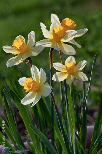 Bright blooming white daffodils. Spring flowering narcissus. Spring flowers. Shallow depth of field. Selective focus.