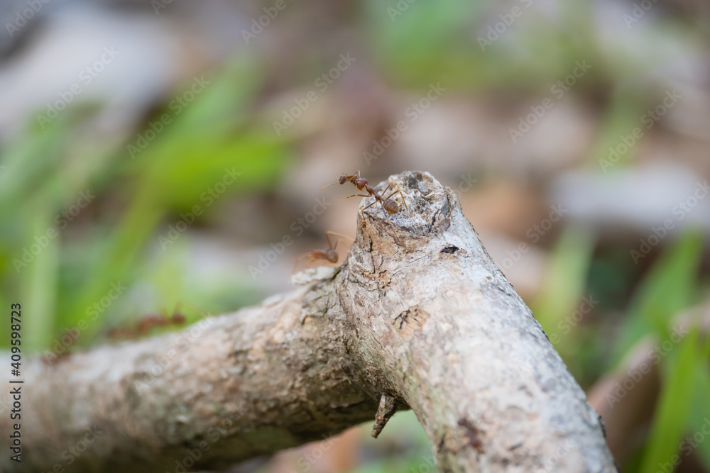 worker weaver ant carrying a dead comrade across a tree branch worker weaver ant carrying a dead comrade across a tree branch