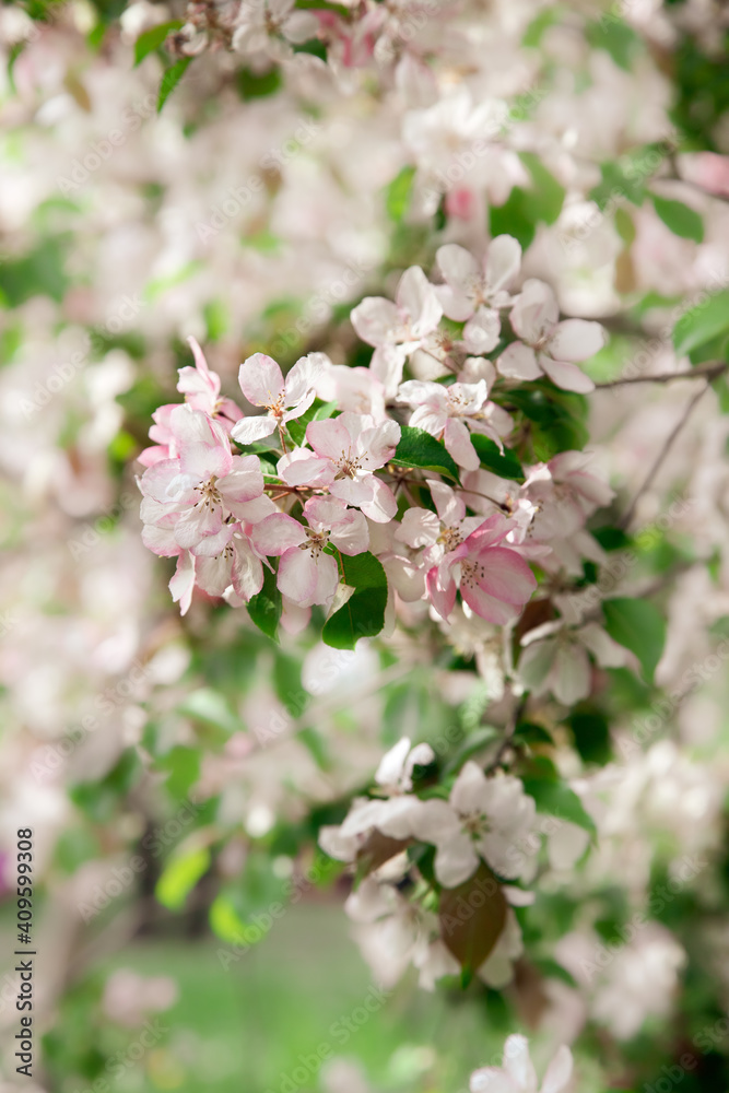 Blossoming branch of apple tree close-up on a blurred background of a blooming garden. Delicate pink and white flowers
