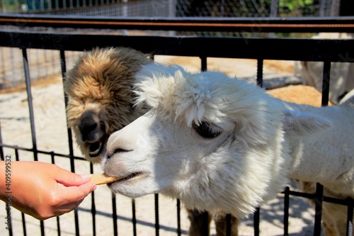 white llama alpaca. man's hand with alpaca cookies. treat for llama alpaca