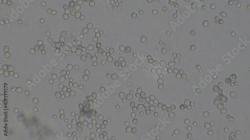 Microscopy of yeast cells (Saccharomyces cerevisiae). Monochrome background of granular cells moving.