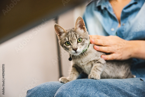 Gray tabby rescued kitten relaxing at home with owner