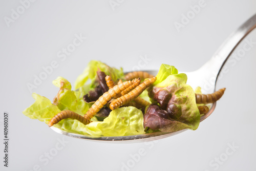 Worm and cricket with salad photo