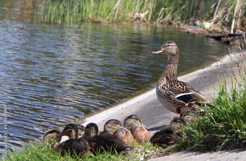 Slika na platnu Female wild duck (Anas platyrhynchos) and her ducklings resting on riverside embankment
