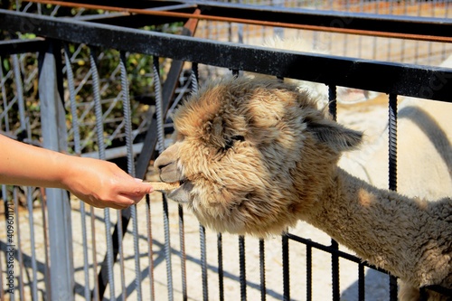 llama alpaca. man's hand with alpaca cookies. treat for llama alpaca