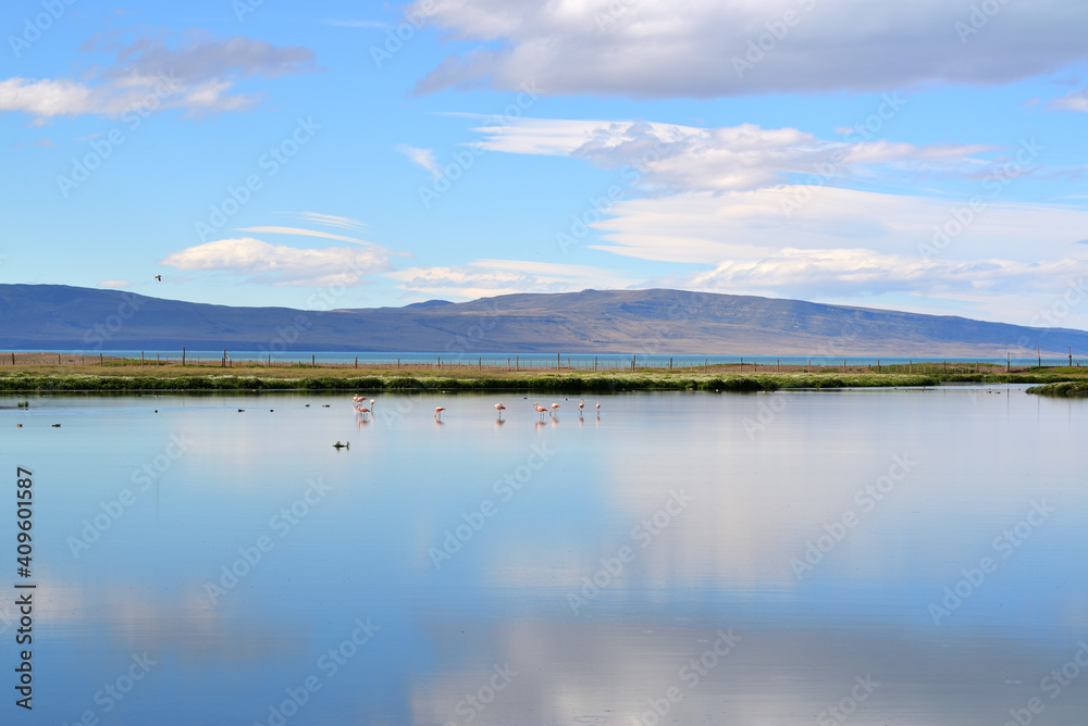 Flamingos in the lake at the Cafayate National park Argentina