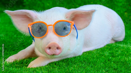 Piglet in sunglasses on green grass