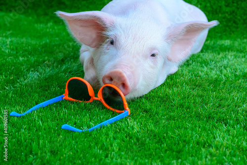 Piglet in sunglasses on green grass
