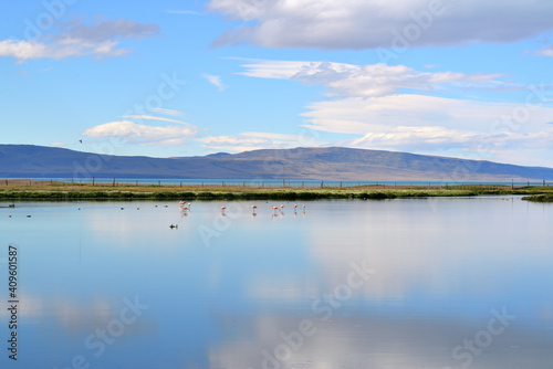 Flamingos in the lake at the Cafayate National park Argentina