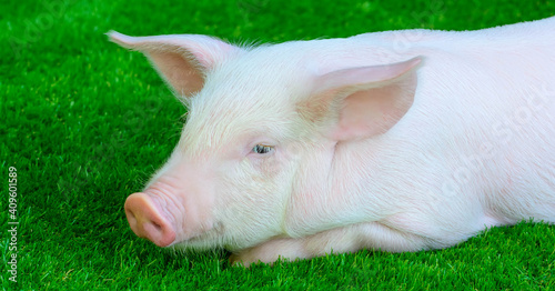 Piglet lying on green grass
