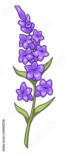 Fototapeta Naklejka Na Ścianę i Meble -  Lavender branch with blooming, flowers in bloom