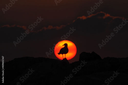 Seagull in front of sun