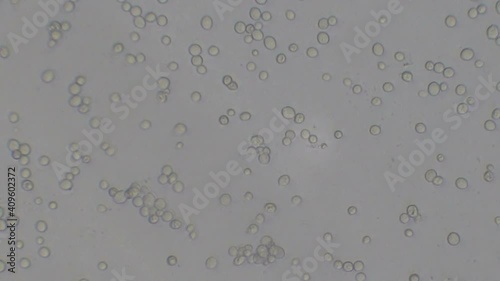 Microscopy of yeast cells (Saccharomyces cerevisiae). Monochrome background of granular cells moving.
