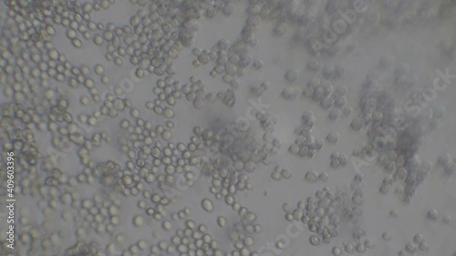 Microscopy of yeast cells (Saccharomyces cerevisiae). Monochrome background of granular cells moving.