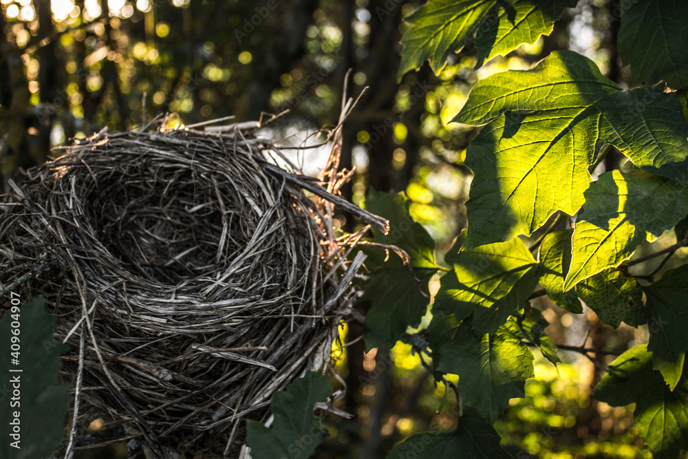 nest in a tree without eggs nest in a tree without eggs