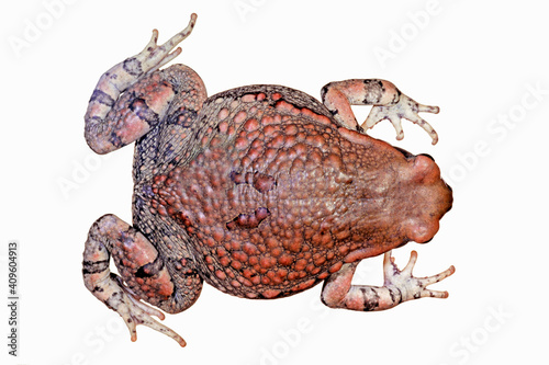 Top view of an African red toad (Schismaderma carens) isolated on white. photo