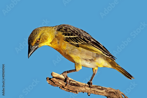 A female southern masked weaver (Ploceus velatus) perched on a branch, South Africa. photo