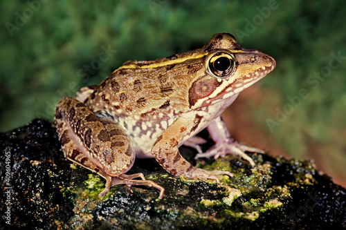 A common river frog (Amietia angolensis) in natural habitat, South Africa.