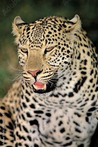 Portrait of a leopard (Panthera pardus) in natural habitat, South Africa.