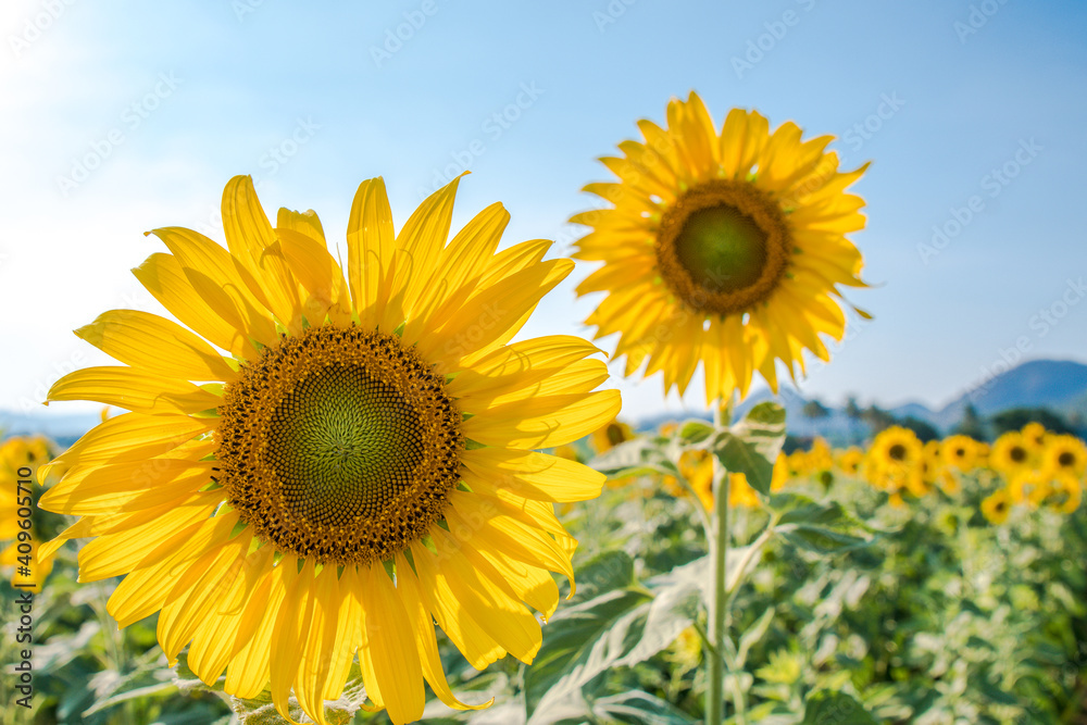 Sunflower in pairs