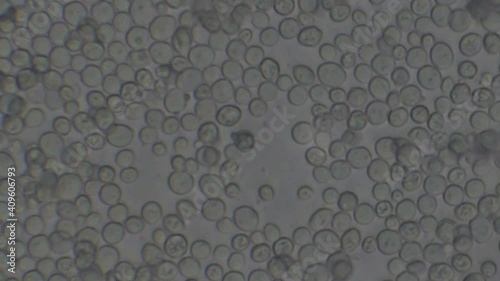 Microscopy of yeast cells (Saccharomyces cerevisiae). Monochrome background of granular cells moving.