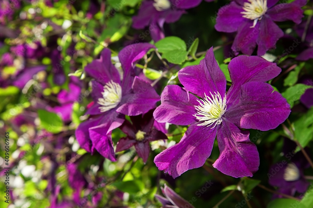Many large purple clematis flowers on a background of green leaves. Close-up. The abundant clematis Many large purple clematis flowers on a background of green leaves. Close-up. The abundant clematis