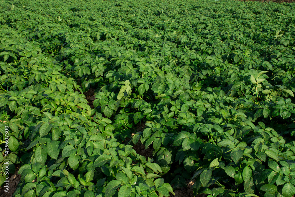 Organic potato fields covered with green potato leaves.