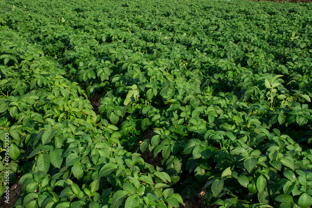 Organic potato fields covered with green potato leaves. Organic potato fields covered with green potato leaves.