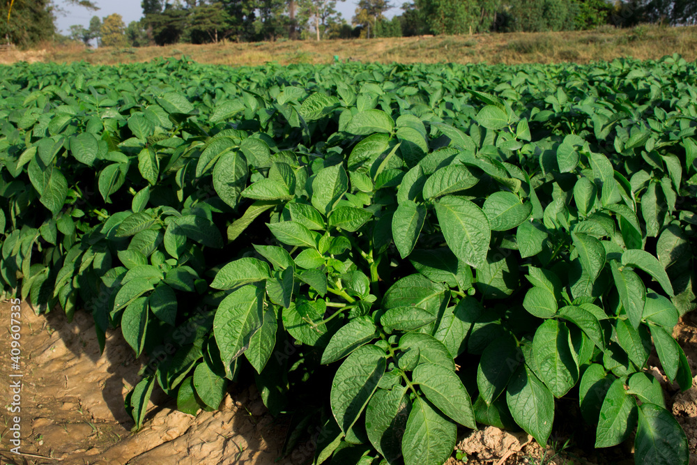 Organic potato fields covered with green potato leaves.