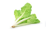 Fresh chinese cabbage isolated on a white background.