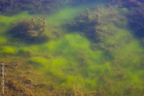 Underwater landscape with algae © thelight
