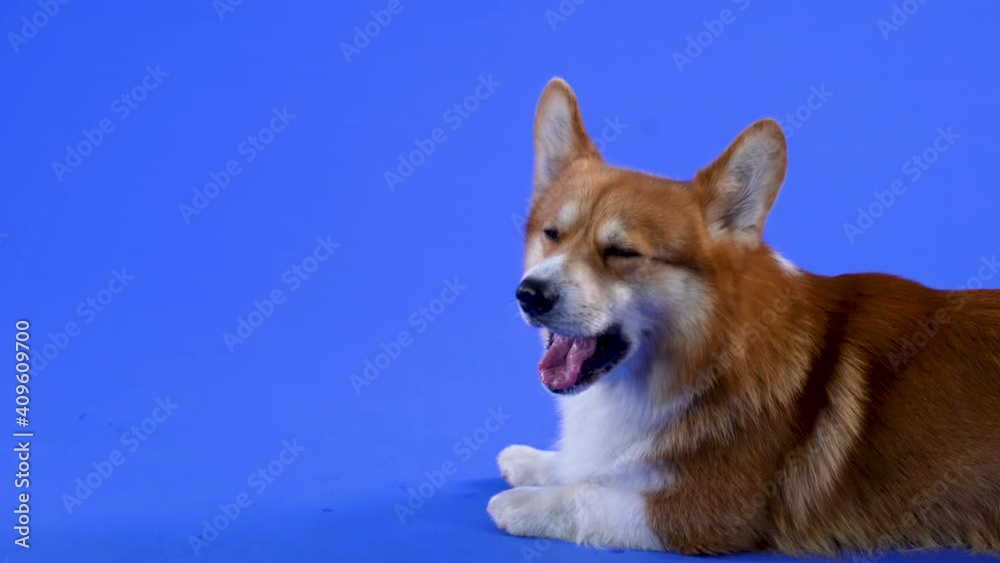 A dog of breed Welsh Corgi Pembroke lies in the studioon a blue background. The dog stuck out its pink tongue and twists its head around. Slow motion. Close up. A dog of breed Welsh Corgi Pembroke lies in the studioon a blue background. The dog stuck out its pink tongue and twists its head around. Slow motion. Close up.