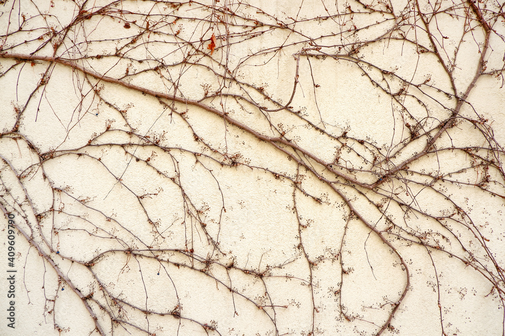 The facade of the house and branches of the plant spread along it The facade of the house and branches of the plant spread along it