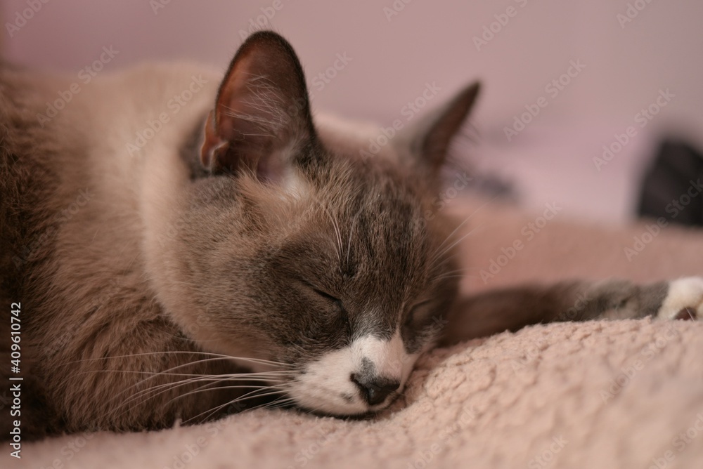 A domestic fluffy cat sleeps on a beige bedspread. The cat sleeps with its paw extended forward. 