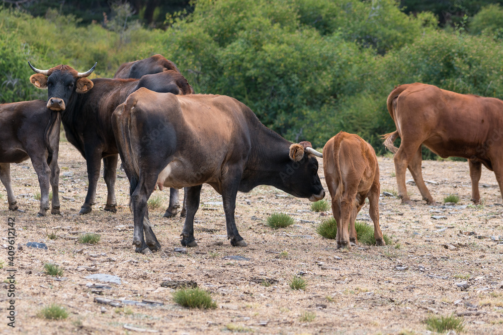 Herd of cow in freedom in Sierra Nevada in southern Spain