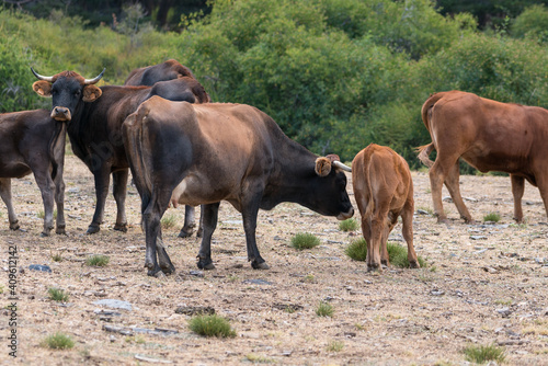 Herd of cow in freedom in Sierra Nevada in southern Spain © Javier