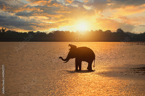 Thailand, the mahout, and elephant in the ricefield during the sunrise landscape view,Silhouette elephant on the background of sunrise