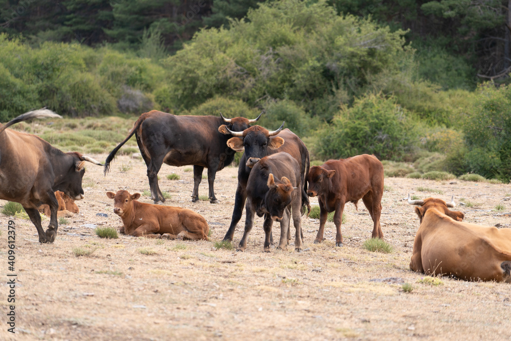 Herd of cow in freedom in Sierra Nevada in southern Spain