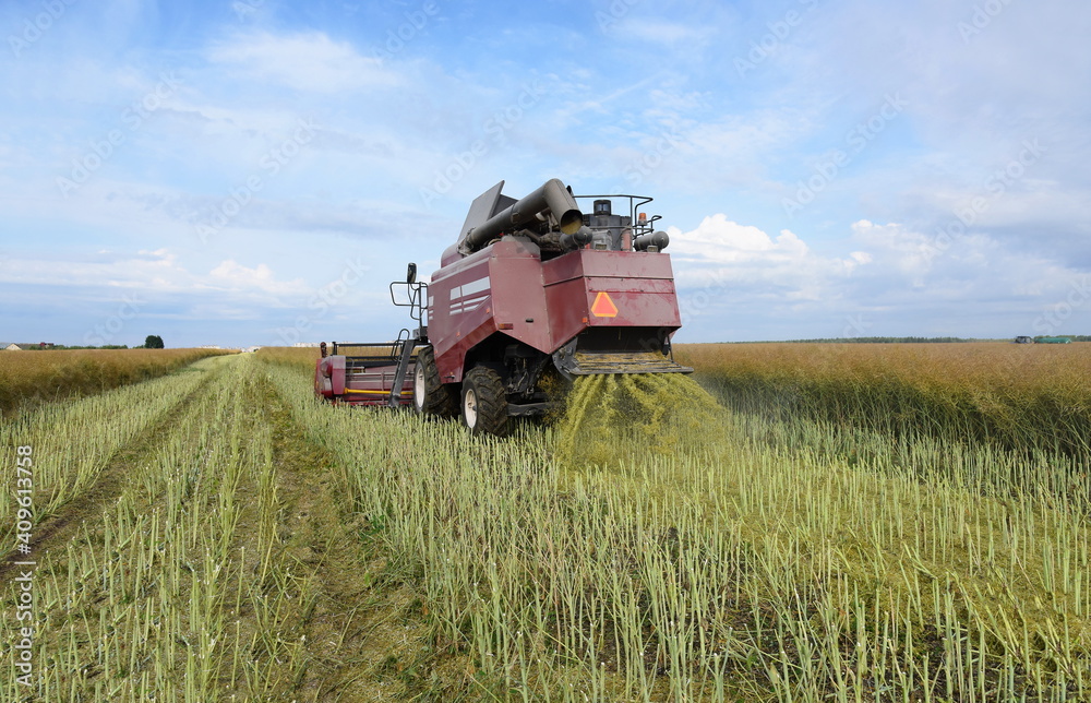 Fototapeta premium Summer harvesting of grain crops, combine harvester in a large agricultural field.