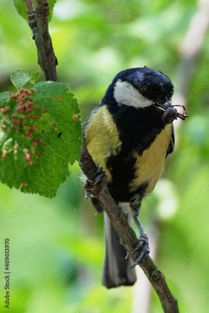 Great tit on a branch carries food to young. Czechia. Europe. Great tit on a branch carries food to young. Czechia. Europe.