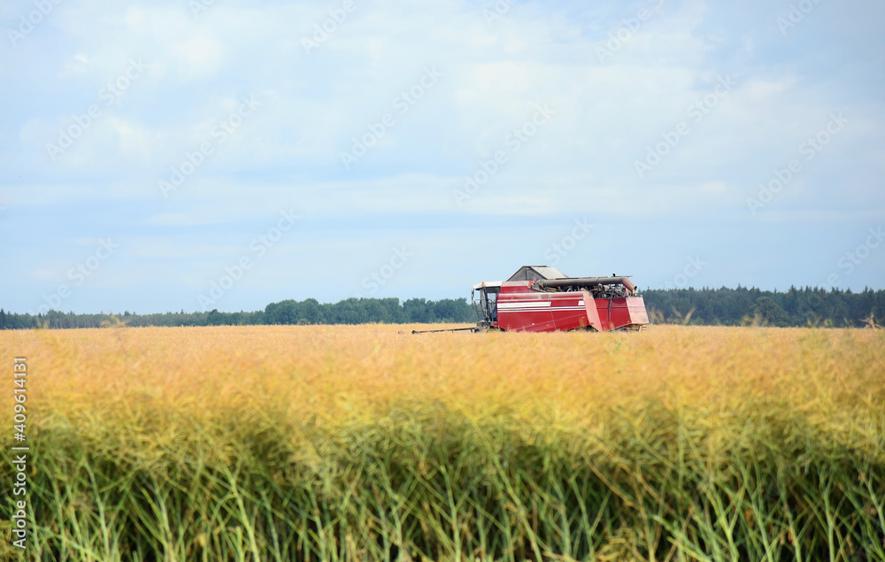 A large field of rapeseed, the combine harvester is working on harvesting the summer crop. A large field of rapeseed, the combine harvester is working on harvesting the summer crop.