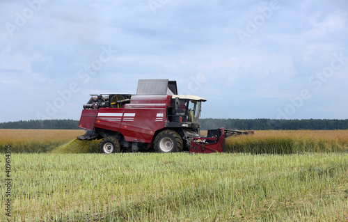 Combine harvester in a rapeseed field.Summer harvesting of grain crops.