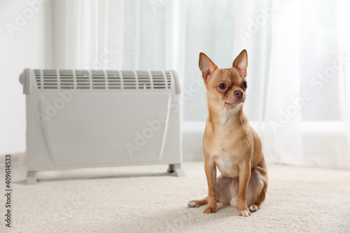 Chihuahua dog sitting near electric heater in bright room