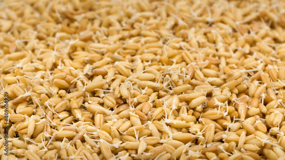 Fresh sprouted wheat macro shot Fresh sprouted wheat macro shot