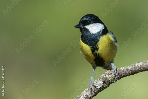 great tit, parus major. small yellow bird with copy space