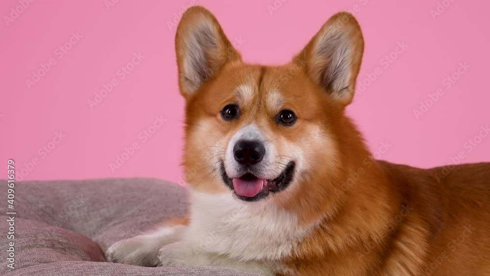 Welsh corgi pembroke lies with its front paws on a pillow in the studio on a pink background. The pet looks ahead. Slow motion. Close up. Welsh corgi pembroke lies with its front paws on a pillow in the studio on a pink background. The pet looks ahead. Slow motion. Close up.