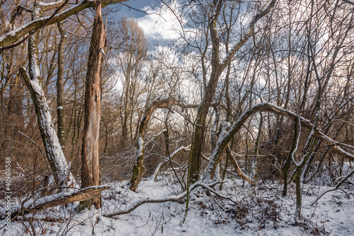 trees in the snow
