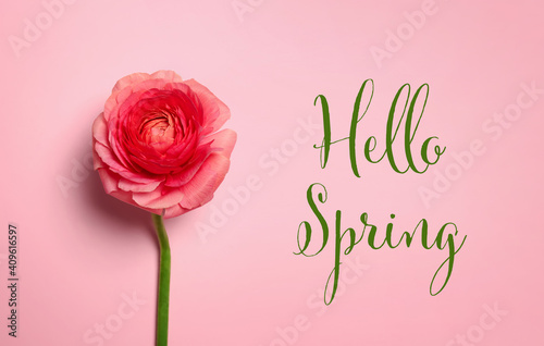 Hello Spring. Beautiful ranunculus flower on pink background