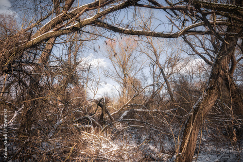 tree in winter