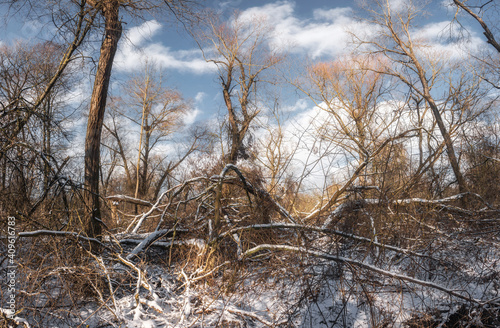 trees in the winter